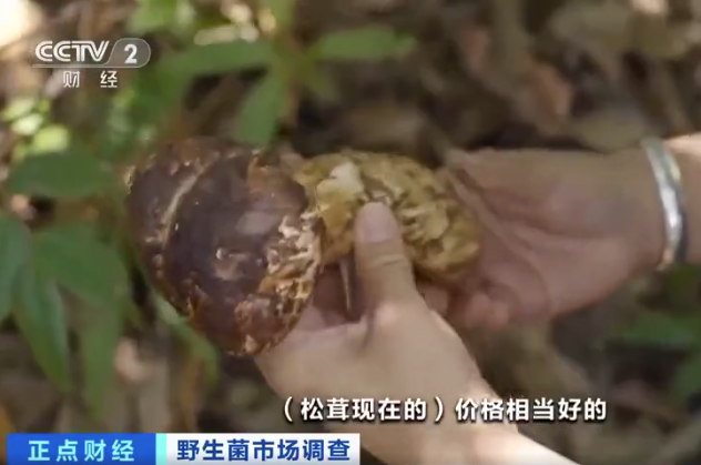 云南松茸600元1公斤，什么是松茸，松茸主要分布于哪些地区以及其种植前景如何