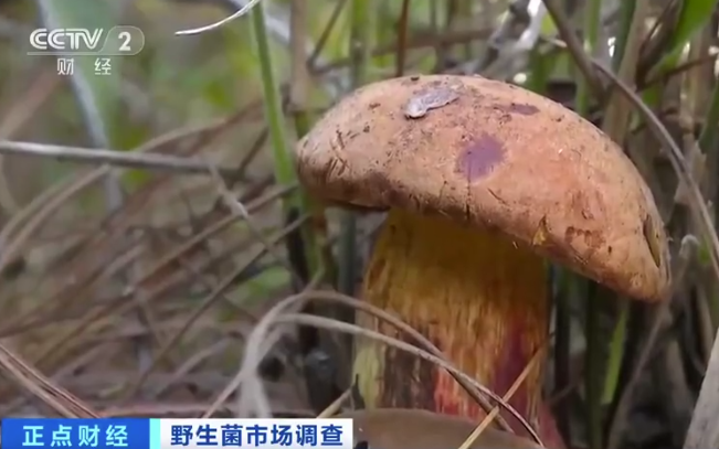 云南松茸600元1公斤，什么是松茸，松茸主要分布于哪些地区以及其种植前景如何