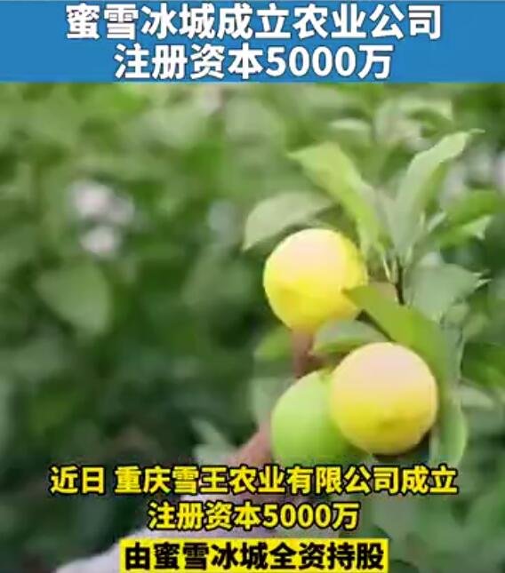 蜜雪冰城成立雪王农业公司，为什么蜜雪冰城那么火，蜜雪冰城是怎么盈利的