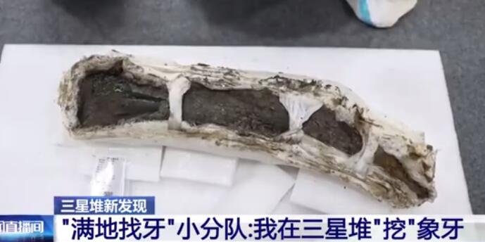 埋藏3000年的象牙像脆皮雪糕，如何保存古象牙，三星堆具有怎样的考古价值