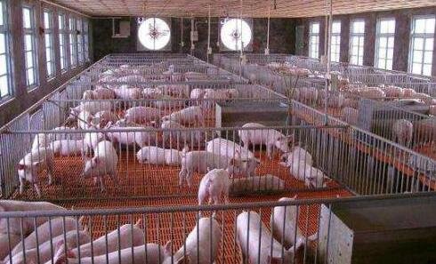 8月猪肉价格同比下降44.9%，是什么原因导致猪价下跌，猪肉价格周期是怎么形成的