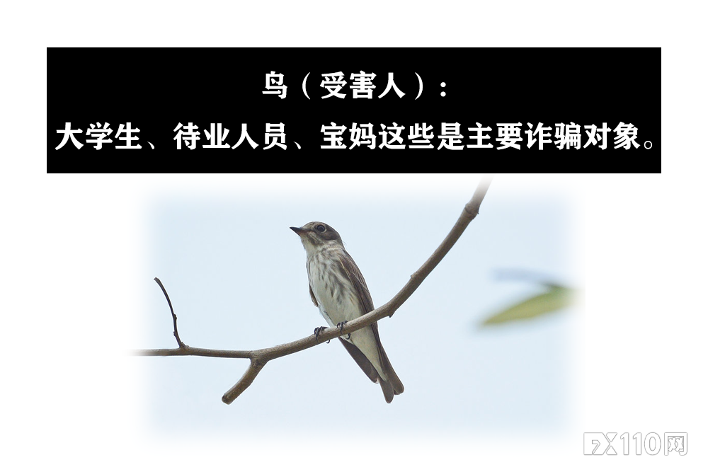 【汇查查】拆解新型骗局，远离“杀鸟盘”和“杀鱼盘”