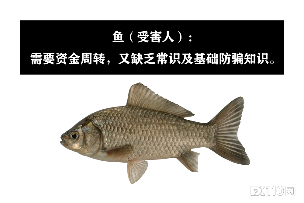 【汇查查】拆解新型骗局，远离“杀鸟盘”和“杀鱼盘”