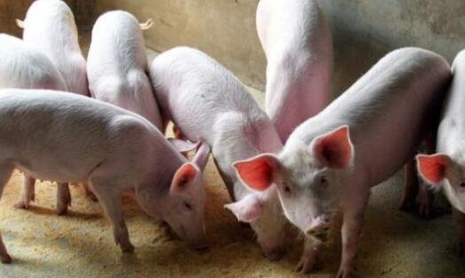 卖一头猪亏七八百元，今年猪肉价格一降再降的原因是什么？