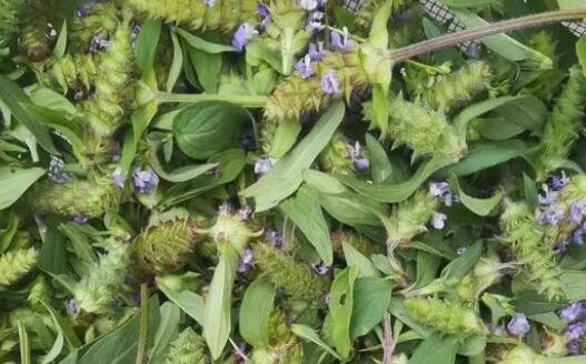 中药掀起涨价潮，中药涨价的原因是什么？