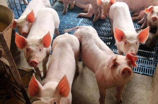 2022年猪价走势会怎样，猪价易跌难涨的原因是哪些因素造成的