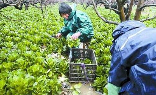 菜价涨菜农依然难赚钱？那么钱都被谁赚走了？为什么会出现这种情况？