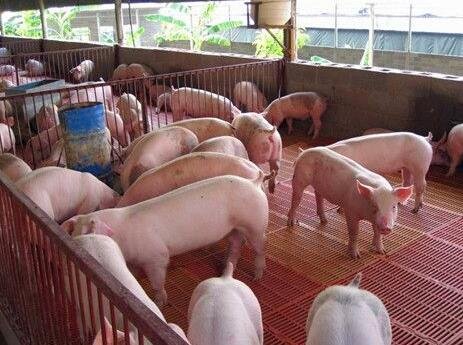 生猪价格一月上浮超40%，目前的价格是多少，猪肉价格到底受哪些因素影响