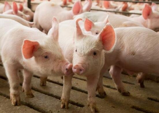 生猪价格一月上浮超40%，目前的价格是多少，猪肉价格到底受哪些因素影响