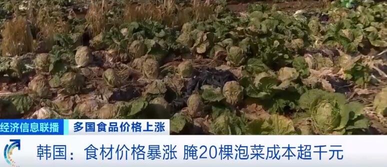 韩国腌20棵泡菜成本近2000元，这究竟是怎么回事，韩国白菜价格上涨对当地居民有什么影响