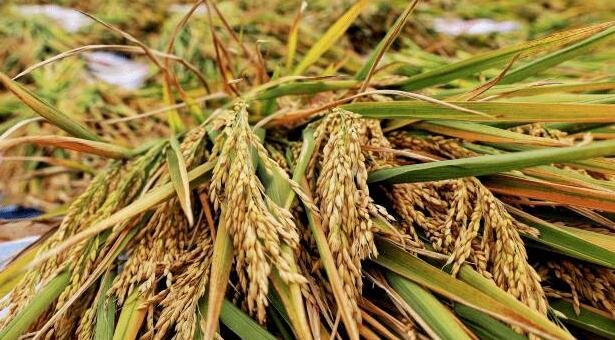 黑龙江粮食再获丰收，其黑土耕种面积有多大，为什么黑龙江产粮食产量那么高