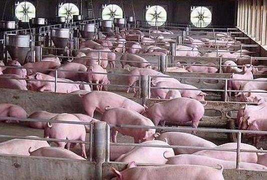 猪肉价格连涨7周 后续还稳吗，猪肉价格连涨的原因是什么，猪肉概念股龙头股一览