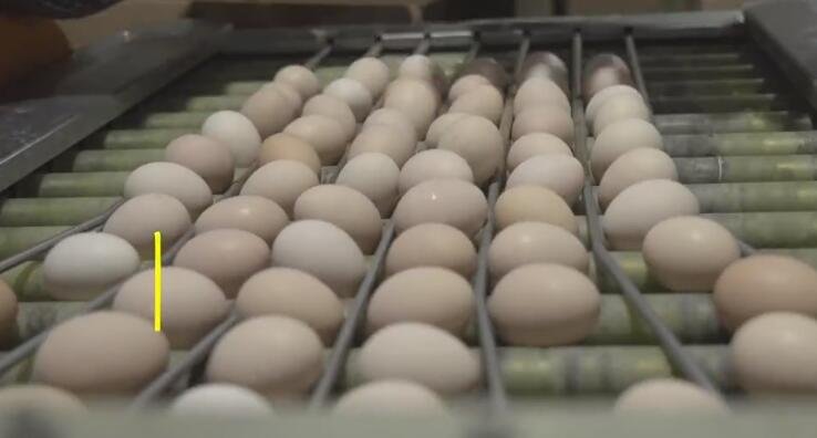 淘菜菜日供1.5亿枚平价新鲜蛋，为什么鸡蛋贵了鸡农却不赚钱，为什么鸡蛋价格会有差异