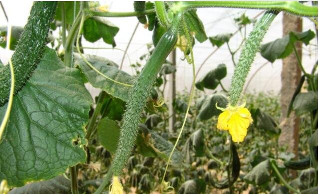 青海迎蔬果丰收，2021年经济作物产值近35亿元，青海为什么蔬菜水果受到扶持？