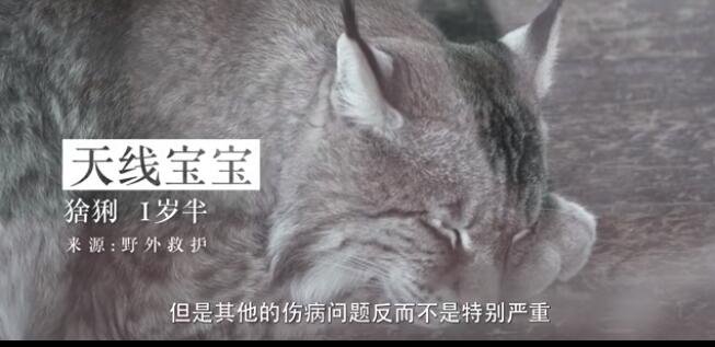 中国最穷的动物园，为什么有最穷的称号？动物园存在的意义是什么？