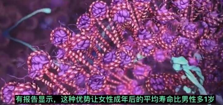 我国女性平均预期寿命突破80岁，为什么女性的平均寿命会比男性长？一个人的寿命与什么有关？