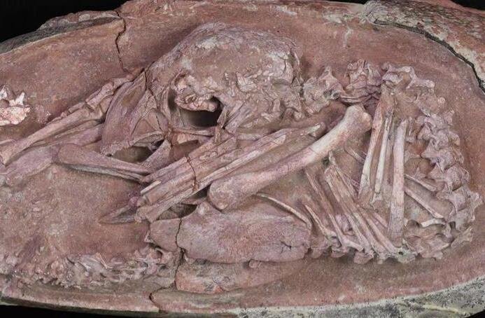 科学家发现恐龙胚胎，全球迄今为止科学记录最完整的，造成恐龙消失的原因都有哪些说法？