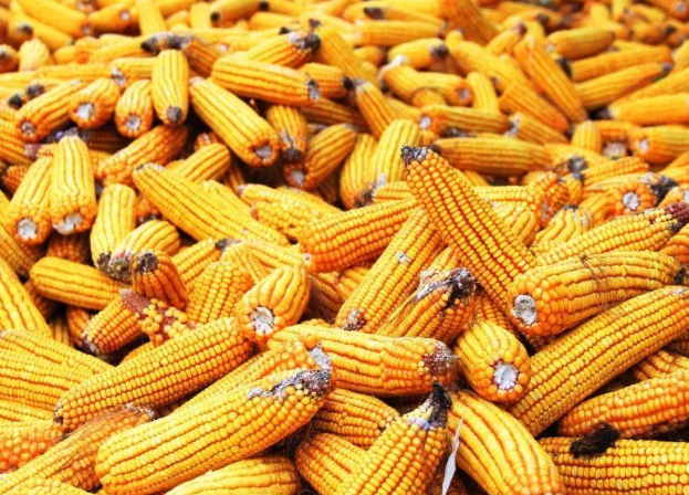 玉米今年价格.png